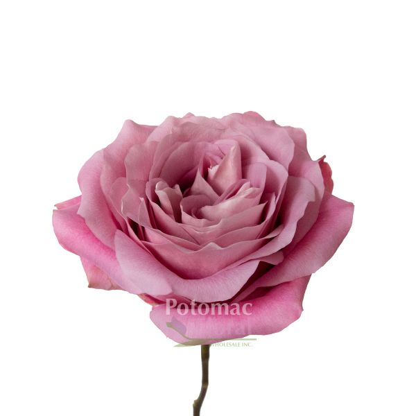 ギャラガー　ローズ　オール　デイ　Gallagher Rose All Dae Rosé all Daé – Perfumology